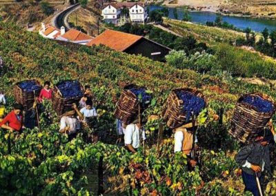 morais-vinyards-and-winery-the-winery-history-3-400x284 History